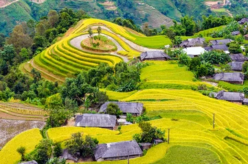 Fototapete Reisfelder Landscape of terraced rice paddy on harvesting season in Ha Giang province, Viet Nam.