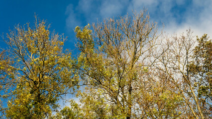 Cross-diving view of the foliage of trees in the colours of autumn.