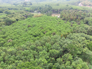 Green tropical green tree rain forest aerial view