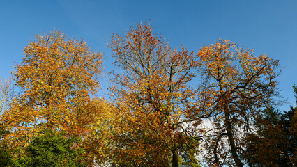 Cross-diving view of the foliage of trees in the colours of autumn.