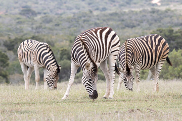 Fototapeta na wymiar Addo Elephant National Park: Burchell's zebra grazing