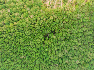 Green tropical green tree rain forest aerial view