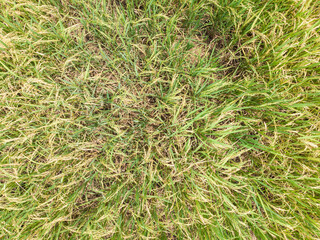 Aerial view yellow golden paddy rice field