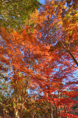 森林植物園の紅葉