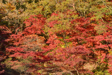 森林植物園の紅葉