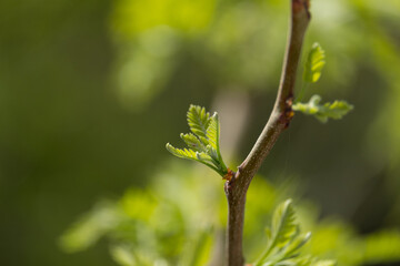 peltophorum pterocarpum, yellow flame tree, fabaceae, flamboyant, mimosa leaves, 