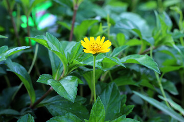 yellow flower in the grass,Singapore dailsy
