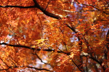 紅葉の風景