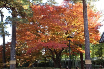 紅葉の風景