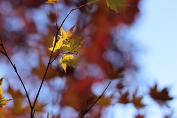 紅葉の風景