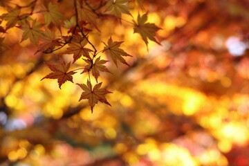 紅葉の風景