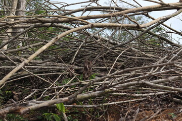 roots in the forest