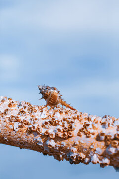 close up of sea shell on bamboo stick on blue sky background