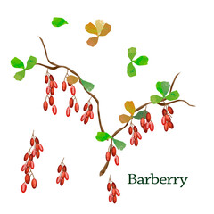 Seth in leaves and berries of barberry, watercolor drawing on white background
