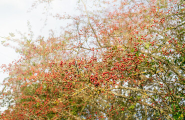 Hawthorn tree with berries in autumn