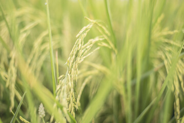 Fototapeta na wymiar Rice field background