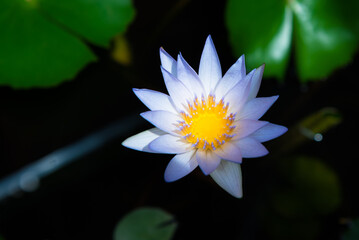 Beautiful white water lily on a pond