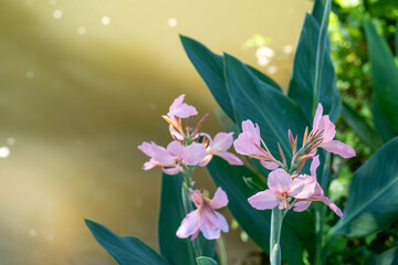 Fototapeta na wymiar Blossom pink India Short flower along the pond.