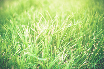 Green grass background,nature background