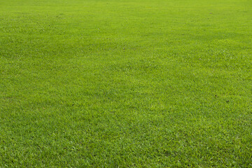 Green grass background,nature background