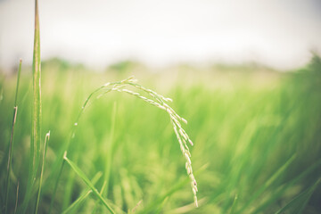 Green grass background,nature background