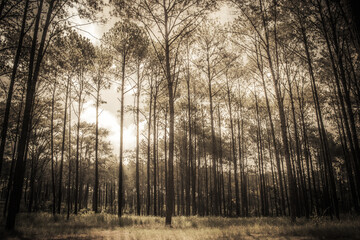 Pine forest on old style