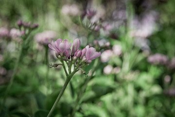 Close up of purple flowers