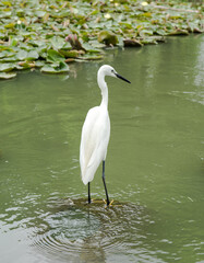 Egret with swamp on summer background