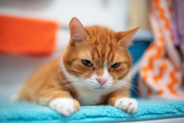 A beautiful ginger cat lies on a blue rug on a washing machine in the bathroom.