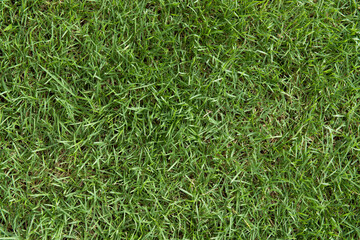 Green grass background,nature background