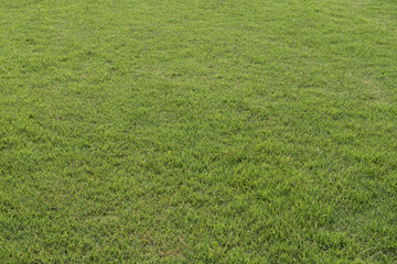 Green grass background,nature background