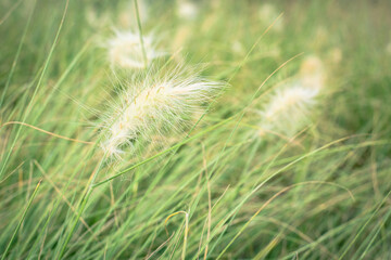 White flowering grass