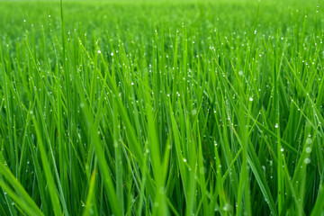 Fototapeta na wymiar Green rice field in Thailand