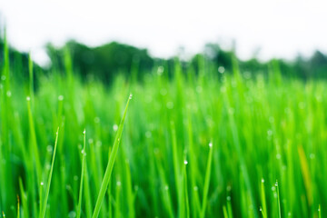 Green rice field in Thailand