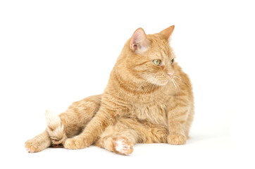 Adult red tabby cat sitting isolated on white background	