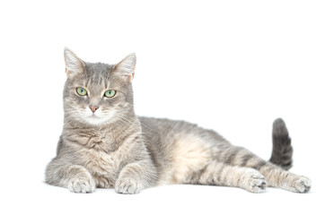 Adult grey tabby cat lying isolated on white background	