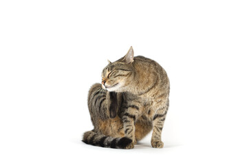 Adult grey tabby cat sitting isolated on white background	
