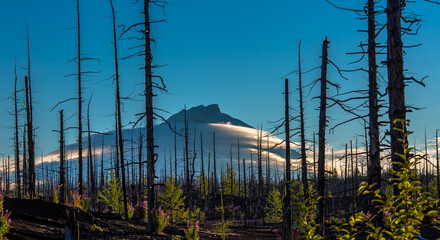View of the summit of the volcano through the piles of dead trees. Part of the volcano in the clouds