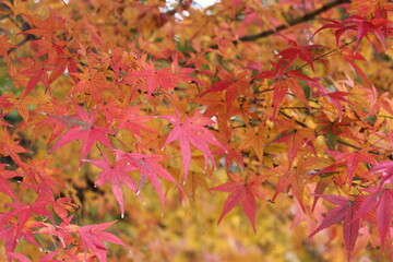 日本の秋の風景　紅葉狩り