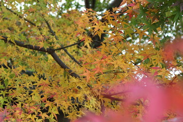 日本の秋の風景　紅葉狩り