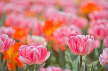 チューリップクローズアップ写真 