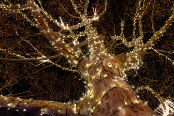 A tree is wrapped with strings of Christmas lights, beautifully illuminated in Niagara Falls, Ontario at the annual Winter Festival of Lights.