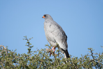 Addo Elephant National Park: Pale chanting goshawk sitting in a tree looking for prey