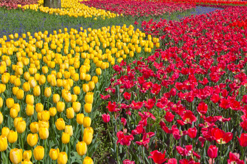 春の風景とチューリップ 