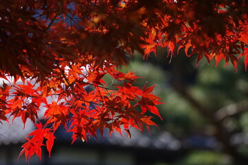 見頃を迎えた真っ赤な紅葉