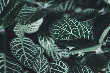 Leaves of tropical trees, texture, green leaves, abstract, nature background.