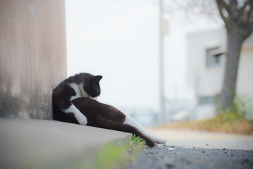 A cat that sleeps comfortably on the street