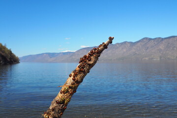 Fototapeta premium mountain Altai