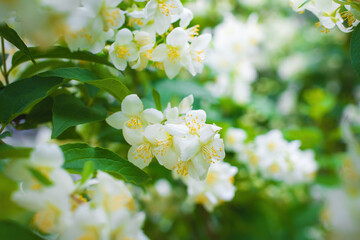 Twig with white jasmine flower in spring