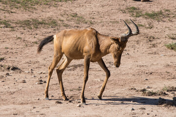 Addo Elephant National Park: Red hartebeest